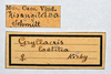 CollectionObject 1574850; a173e091-ab2c-4e2c-bccc-7572bc8c269a: labels. (CollectionObject).