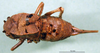 CollectionObject 1502203; 5b525e13-aa12-4c03-8d32-0c26ca6d502e: female, dorsal view (syntype). (CollectionObject).