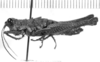CollectionObject 1524472; 8e1f20be-12b8-45a1-8b56-2876d36ba0fa: female, lateral view (holotype). (CollectionObject).