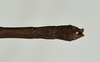 CollectionObject 1559952; USNM(SF IMPORT DUPLICATE) 6974, 0194ce65-310a-4ae0-914d-acc0651d0af1: copyright USNM, Washington. (CollectionObject).