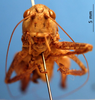 CollectionObject 1530698; 1e45c8ef-0da3-47d5-a5ff-dcff4688e42a, DORSA STscogedS02: male frons (holotype). (CollectionObject).