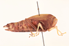 CollectionObject 2046885; a81b604c-e539-42a4-bc62-7cbf31bc0bda, NHMUK015982313: female, lateral view (paratype of Parabullacris vansoni). (CollectionObject).