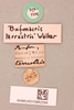 CollectionObject 1518541; 64d82378-c39c-45af-8314-5de33edc9dc1, NHMUK015982294: Bufonacris terrestris Walker, 1871. labels (lectotype). (CollectionObject).