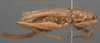 CollectionObject 1505627; 32cb8af4-f8a9-4b38-9c0d-b7cf08c6759f: female, lateral view (holotype of Aethiomerus stenorhinus). (CollectionObject).