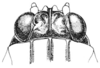 Neotettix femoratus (Scudder, 1869): Fig. 92. male, head, dorsal view. (Otu).