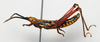 CollectionObject 1540621; 9f9c6362-50ed-49d9-b2d8-35276286bac8: male, lateral view (holotype). (CollectionObject).