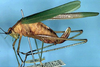 Execholyrus allector Henry, 1940: female, lateral view (paratype). (Otu).