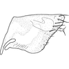 Pygofer, lateral view on Brazosa encrustada Pinedo-Escatel & Dietrich, 2020: (Observation).