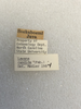 Other: !! display not done !! on Lawana candida (Fabricius, 1798): (Observation).