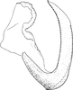 Aedeagus, lateral view: Aedeagus, lateral view. (Observation).