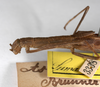 CollectionObject 1563560; 0e765e3c-5e42-420e-9c75-eb01c587d657: copyright MNHU, Berlin. female: head & thorax, lateral view (syntype). (CollectionObject).