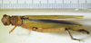 CollectionObject 1498678; 055155c0-0748-4961-98b0-6c929e5e0c6a: female, dorsal view. (CollectionObject).