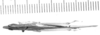 CollectionObject 1524421; 403ebf0d-c6b4-4d1a-a6cd-aa994bc60b32: male, dorsal view (lectotype). (CollectionObject).