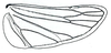 Hind wing: Dorydiella sp., hindwing. (Observation).