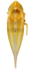 Habitus, dorsal view on Erythridula crossi (Hepner, 1976): Habitus (MSU collection). (Observation).