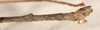 CollectionObject 1562045; 592d3df5-fd94-4c8b-ab1b-869655b64f3c: copyright OUMNH. male: end of abdomen, lateral view of synonym Necroscia esepus (holotype). (CollectionObject).