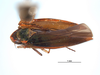 Habitus, dorsal view on Coronigoniella metana Young, 1977: (Observation).