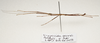 CollectionObject 1595863; 6a3c5d85-cd45-465c-a144-5035dea040ae: copyright UKM, Bangi. male, lateral view (paratype). (CollectionObject).;CollectionObject 1595864; a5a25047-b8fd-40fd-91a4-981dd765a89c: copyright UKM, Bangi. male, lateral view (paratype). (CollectionObject).