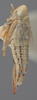 Habitus, lateral view on Athysanella (Amphipyga) ardua Ball & Beamer, 1940: Lateral. (Observation).