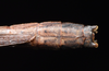 CollectionObject 1580896; aa2ea370-5b4c-47f0-a9fc-90e9ac582779: copyright FRCS, Sabah. male: end of abdomen, dorsal view (holotype). (CollectionObject).