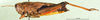 CollectionObject 1501789; 90b30c32-16a5-4a96-baf7-b29902f529e9: female, lateral view (allotype). (CollectionObject).