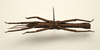 CollectionObject 1591091; a8a58bbf-8c1d-4357-a138-4d70c487ea24: copyright MBBJ Bogor. male, ventral view (holotype). (CollectionObject).