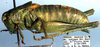 Idiostatus gurneyi Rentz, 1973: male. lateral view (paratype). (Otu).