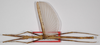 CollectionObject 1563697; fc737d25-64f3-4020-8b50-58afe227e26c: copyright F. Hennemann. male, dorsal view (paratype). (CollectionObject).;CollectionObject 1563698; c8942c7b-19a1-42cb-92ea-ff04c56c5154: copyright F. Hennemann. male, dorsal view (paratype). (CollectionObject).;CollectionObject 1563699; 2be125d9-3a27-4340-b2ab-14e7d1f19ef3: copyright F. Hennemann. male, dorsal view (paratype). (CollectionObject).