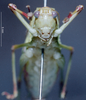 CollectionObject 1503504; 2fc55469-4823-4381-ae3b-3de41807d50e: female frons (holotype). (CollectionObject).