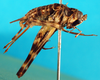 CollectionObject 1502151; db9096ab-49db-4bef-88f1-e8d2d6be96f4: female, lateral view (paralectotype). (CollectionObject).