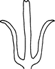Aedeagus, ventral view: Aedeagus, ventral view. (Observation).