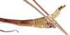 CollectionObject 1557635; 692daa00-b157-45e3-9c28-015a6ef8ad9a: copyright ZMUH, Hamburg. male: end of abdomen, lateral view (holotype). (CollectionObject).