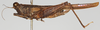 CollectionObject 1578100; NNM 74, 7adaaccd-83a6-4e3f-9f27-45440ea46948: female, lateral view (syntype). (CollectionObject).