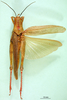 CollectionObject 1502269; aa6e4274-c7af-44b6-81b4-89a518a43bb2: female, dorsal view (paralectotype). (CollectionObject).