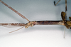 CollectionObject 1560799; abc4d9f0-9b1b-495c-a1ef-2461404c66fb: copyright SAM, Adelaide. female: head and thorax, lateral view of synonym Lopaphus macrotegmus (syntype). (CollectionObject).;CollectionObject 1560800; 2283537a-33f0-46db-b72f-041dedefe3ea: copyright SAM, Adelaide. female: head and thorax, lateral view of synonym Lopaphus macrotegmus (syntype). (CollectionObject).