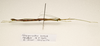 CollectionObject 1595877; c9976c5a-f7ef-40f8-88f2-b9108ba37ee5: copyright UKM, Bangi. female, lateral view (paratype). (CollectionObject).