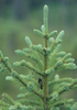 calling male (northwestern Ontario, July 2005). Depicts Sphagniana sphagnorum (Walker, 1869), an Otu.