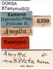 CollectionObject 1502878; 2aa98a45-b30b-4d26-8ded-24b1d3c9e8be: labels. (CollectionObject).