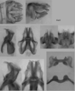 Melanoplus artemisiae Scudder, 1897: male genitalia. (Otu).