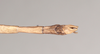 CollectionObject 1561742; NHMUK(SF IMPORT DUPLICATE) 845008, fc9b17cc-94ea-4e9b-a418-45edf38a4f23: copyright Natural History Museum, London. male: end of abdomen, dorsal view (holotype). (CollectionObject).