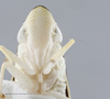 Head on Diedrocephala variegata (Fabricius, 1775): Head/Face. (Observation).