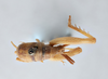 CollectionObject 2765459; bd6d6011-6831-4da0-afcc-9b4cd30617fa, CNCI 311952: Ceuthophilus valgus. dorsal side. (CollectionObject).