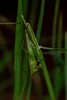 female feeding on grass seeds (Brazil, Paraná, December 2020). Depicts Conocephalus (Opeastylus) longipes (Redtenbacher, 1891), an Otu.