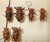 CollectionObject 2425057; bba66347-37bc-49ba-92a8-a73be42d9775: several specimens. (CollectionObject).