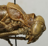CollectionObject 1535966; 76d4dfaa-91ae-497a-bd15-9353a6fc03e6: female head pronotum, lateral view (syntype). (CollectionObject).