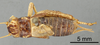 Male, dorsal view (holotype) Depicts CollectionObject 1522758; 924e85f8-a292-4d9c-89d5-1e0cb6772228, a CollectionObject.