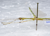 CollectionObject 1576207; a1b68944-9fec-429d-be5f-407db18380ec: copyright ZRC, Singapore. male: head & thorax, lateral view (holotype). (CollectionObject).