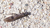 Plecoptera Burmeister, 1839: Taeniopteryx (Taeniopterygidae). Montgomery Co., Indiana, USA. (Otu).
