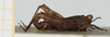 CollectionObject 1582362; 93bc2a98-6a57-4663-85ba-bab419ac41ca, NHMUK010924449: male, lateral view (paralectotype). (CollectionObject).