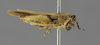 CollectionObject 1523086; 15f60377-b950-4bf7-b0be-f1e4e04a4db4: female, lateral view (lectotype). (CollectionObject).